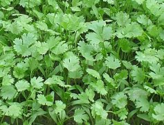 芫荽種植時(shí)間是什么時(shí)候 芫荽對生長(cháng)環(huán)境的要求