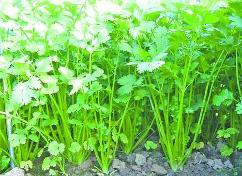 香菜的營(yíng)養成分