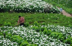 白芍種植技術(shù)、方法與主要步驟