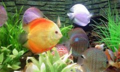 熱帶魚(yú)水溫多少度合適 養殖熱帶魚(yú)的溫度控制