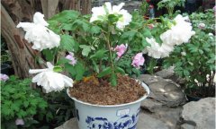 盆栽牡丹花怎么養 盆栽牡丹栽培技術(shù)