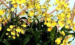 文心蘭什么時(shí)候開(kāi)花 文心蘭的養殖方法