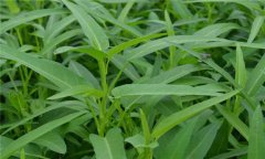 蕹菜是什么菜，有何特征？