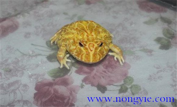 黃金角蛙壽命有多長(cháng)