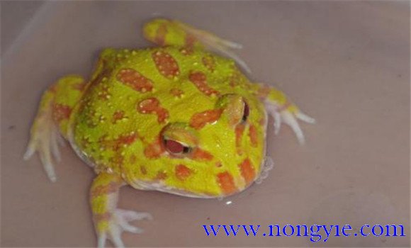 黃金角蛙該怎么飼養
