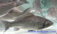 四大家魚(yú)混養比例如何掌握 為何都要人工繁殖
