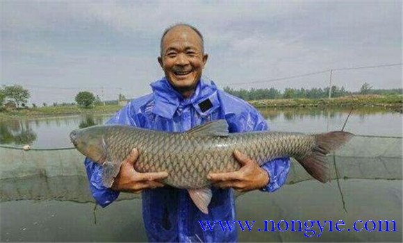 青魚(yú)養殖周期是多久