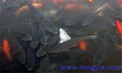 鯉魚(yú)繁殖期在什么季節 鯉魚(yú)繁殖技術(shù)要點(diǎn)