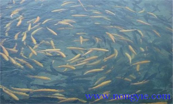 放養魚(yú)苗的溫度管理