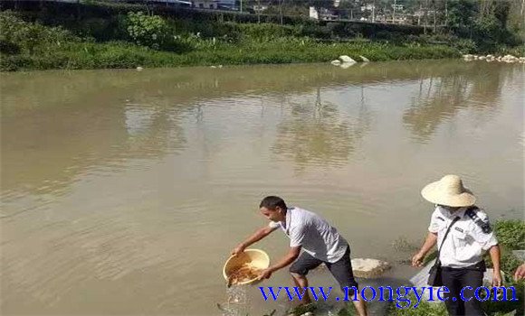 一畝水面魚(yú)苗放養量多少