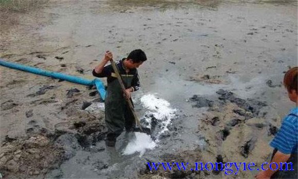 魚(yú)塘發(fā)臭怎么處理 如何預防塘底發(fā)臭