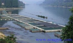 魚(yú)類(lèi)氨氮中毒、藥害及泛塘的差別及解救方法
