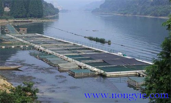 魚(yú)類(lèi)氨氮中毒、藥害及泛塘的差別及解救方法