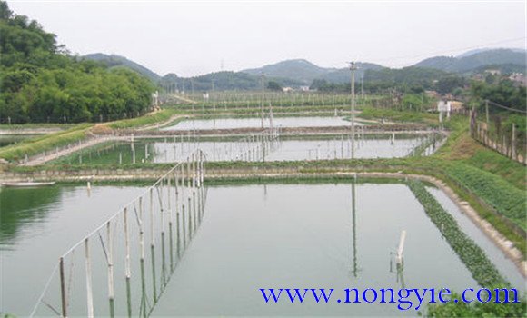 烏龜養殖場(chǎng)及龜池的建設方式