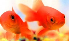 金魚(yú)吃撐了怎么辦 金魚(yú)吃得過(guò)飽會(huì )脹死嗎