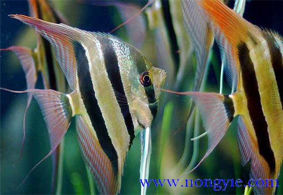 神仙魚(yú)能長(cháng)多大，神仙魚(yú)怎么飼養