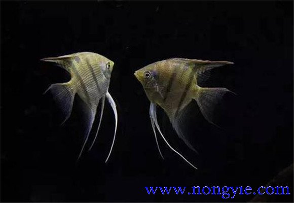 神仙魚(yú)怎么飼養