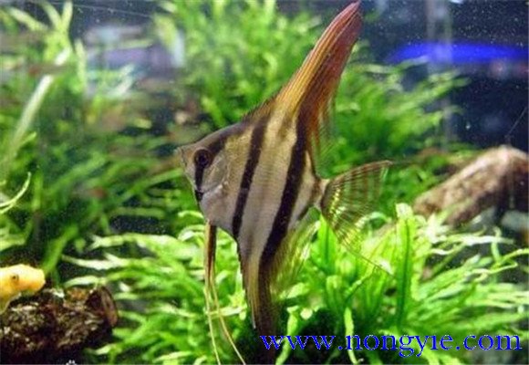 神仙魚(yú)會(huì )吃小魚(yú)嗎