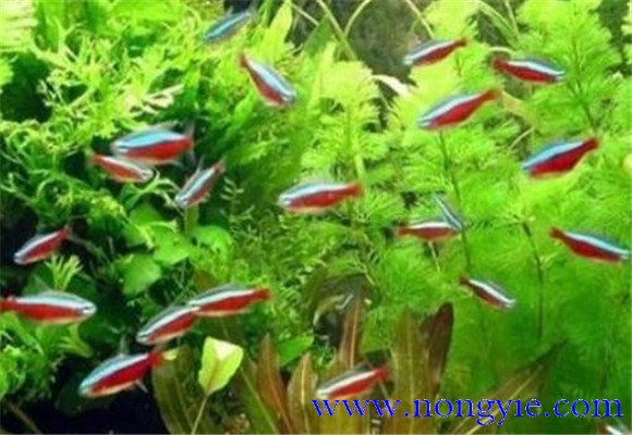 紅綠燈魚(yú)怎么養，紅綠燈魚(yú)的仔魚(yú)如何管理