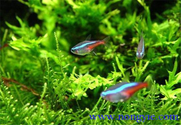 紅綠燈魚(yú)的壽命多長(cháng)