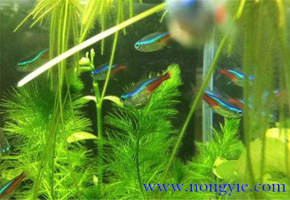 紅綠燈魚(yú)的壽命多長(cháng)，紅綠燈魚(yú)養殖環(huán)境要求