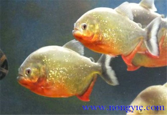 水虎魚(yú)的養殖方法
