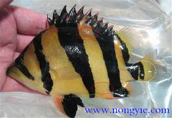 泰國虎魚(yú)吃什么
