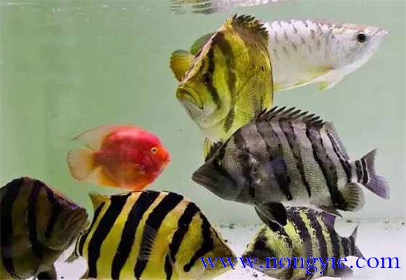 虎魚(yú)和什么魚(yú)混養較好