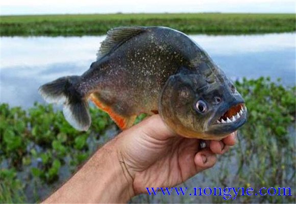 虎魚(yú)壽命有多長(cháng)？