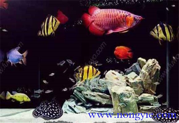 虎魚(yú)能和龍魚(yú)混養嗎？