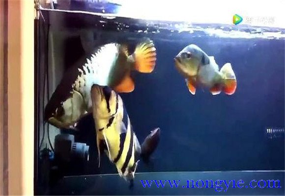 虎魚(yú)和龍魚(yú)怎么混養？