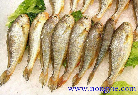選購黃花魚(yú)要注意哪些