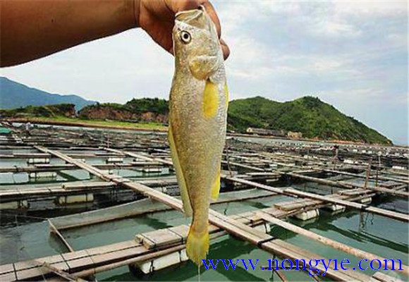 黃花魚(yú)能人工養殖嗎？