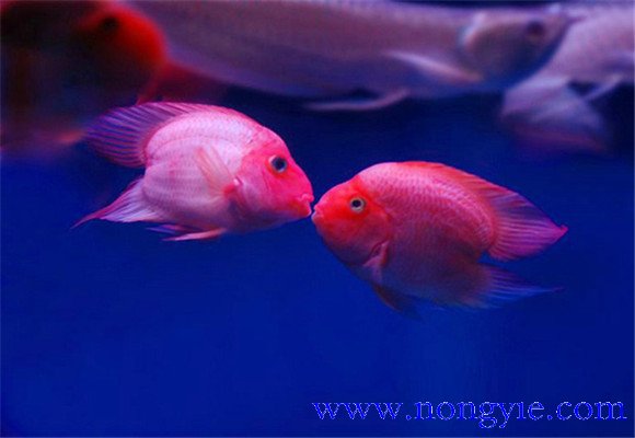 接吻魚(yú)怎么養才好