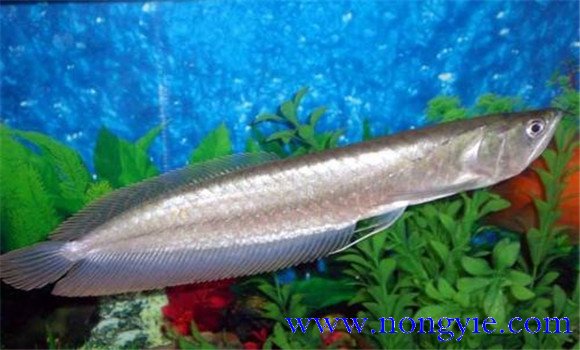 環(huán)境改變導致銀龍魚(yú)不吃食