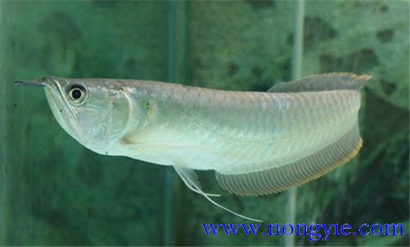 水質(zhì)過(guò)老導致銀龍魚(yú)不吃食