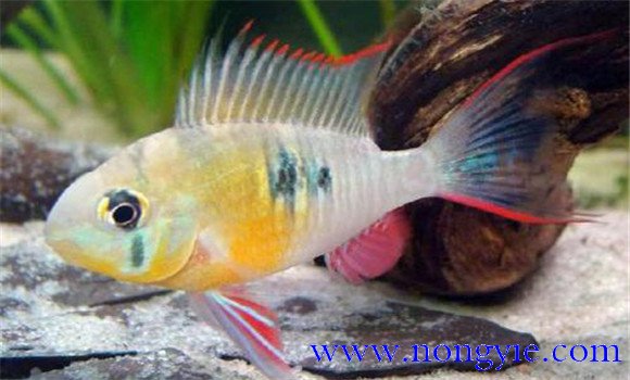 短鯛魚(yú)哪個(gè)品種好養