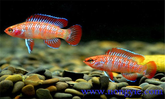 短鯛魚(yú)怎么養