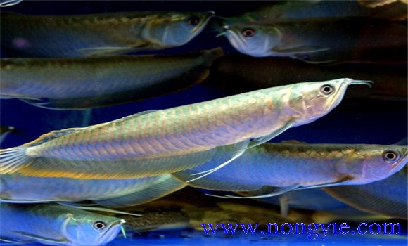 銀龍魚(yú)水溫調節方法