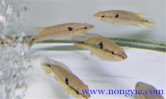 孔雀龍魚(yú)能長(cháng)多大 孔雀龍魚(yú)的養殖方法
