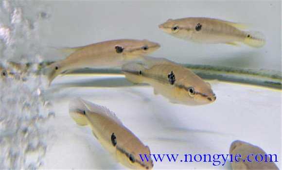 孔雀龍魚(yú)能長(cháng)多大