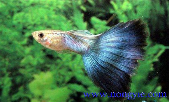 孔雀龍魚(yú)的養殖方法