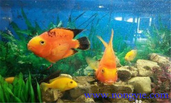 橘子魚(yú)的養殖方法