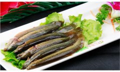 泥鰍的營(yíng)養價(jià)值及功效