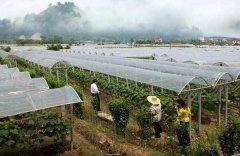 葡萄設施栽培技術(shù)與種植方法