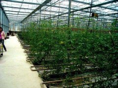 番茄后期用什么肥好 番茄后期管理技術(shù)與內容