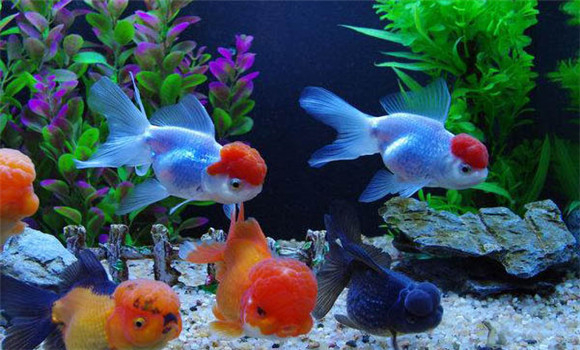 熱帶魚(yú)對水溫的要求