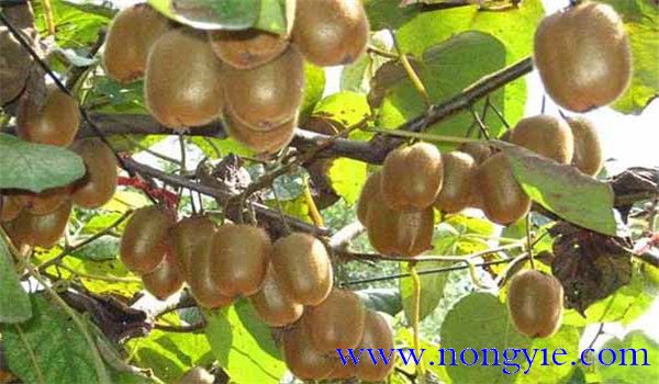 獼猴桃樹(shù)幾年結果