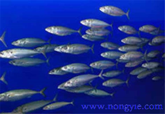 沙丁魚(yú)和金槍魚(yú)的科屬區別