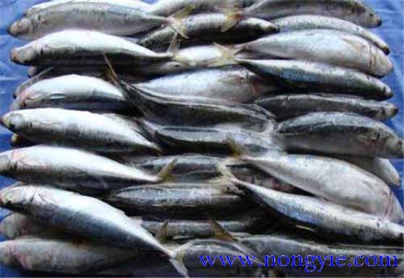 沙丁魚(yú)和金槍魚(yú)的產(chǎn)地區別